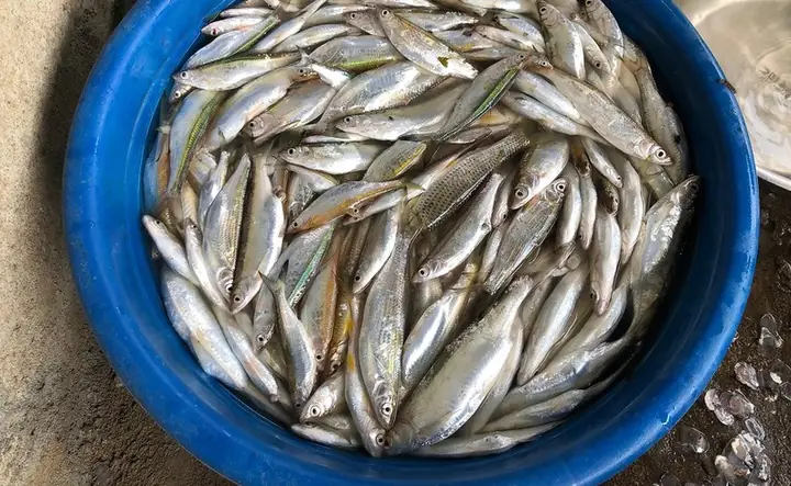 Cá Mương Là Cá Gì? Cẩm Nang Toàn Diện Về Loài Cá Nước Ngọt Dân Dã