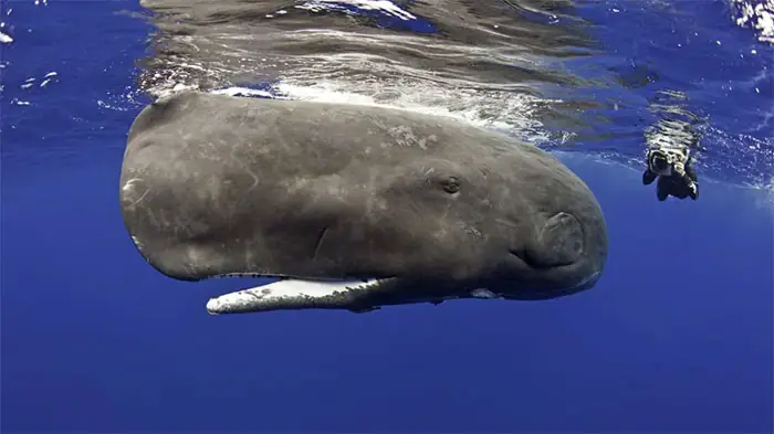 Cá Tầm Beluga: Loài Cá Nước Ngọt Lớn Nhất Thế Giới Cá Tầm Beluga: Loài Cá Nước Ngọt Lớn Nhất Thế Giới