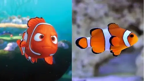 Đặc Điểm Nhận Dạng Nổi Bật Của Cá Nemo