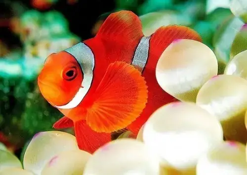 Tổng Quan Về Cá Nemo: Loài Cá Hề Biểu Tượng Của Đại Dương