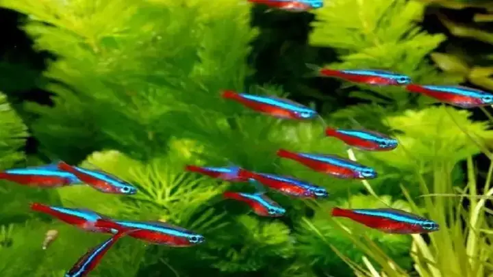 Các Nguyên Nhân Chính Khiến Cá Neon Bị Mất Màu