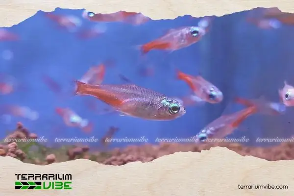 Hình Dáng Và Màu Sắc