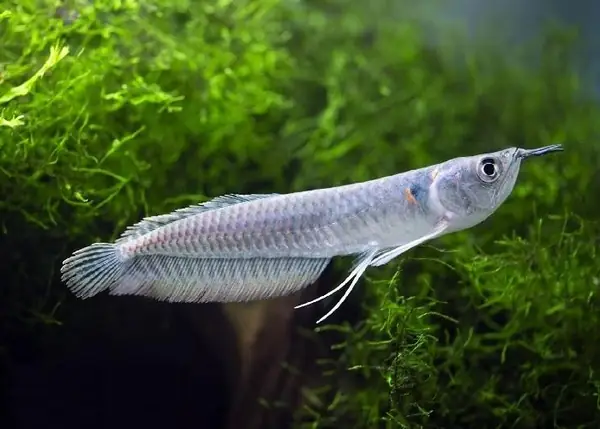 Giá Cá Rồng Ngân Long