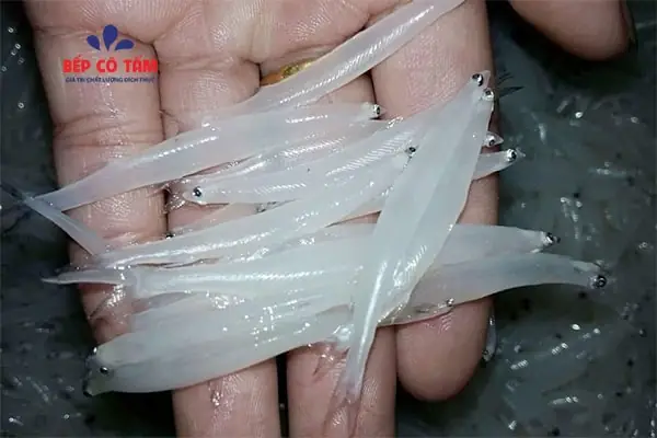 Cá Ngần Ở Sông Đà