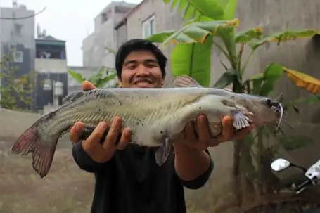 Cá Ngạnh Là Cá Gì Và Làm Món Gì Ngon?