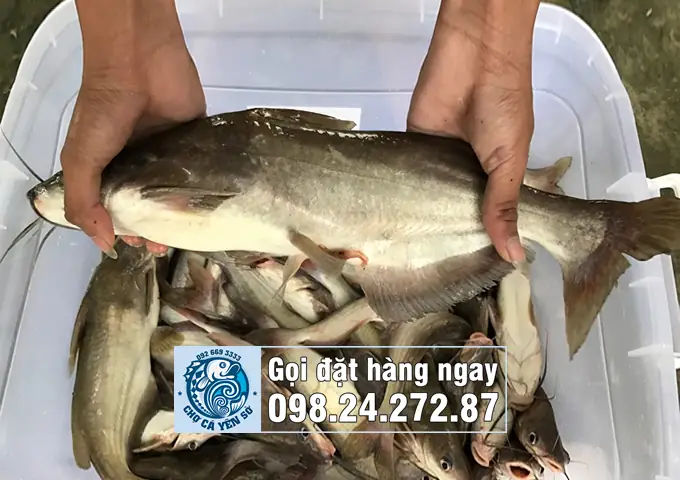 Cá Ngạnh Sông Hồng: Đặc Điểm, Môi Trường Sống Và Giá Trị Kinh Tế