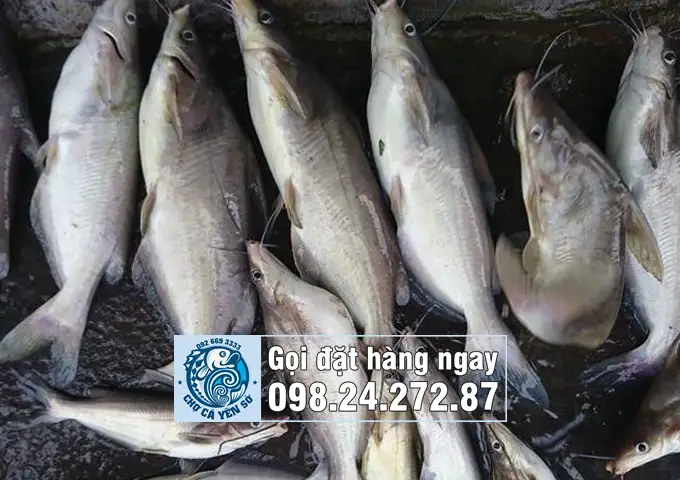Cá Ngạnh Sông Hồng: Đặc Điểm, Môi Trường Sống Và Giá Trị Kinh Tế