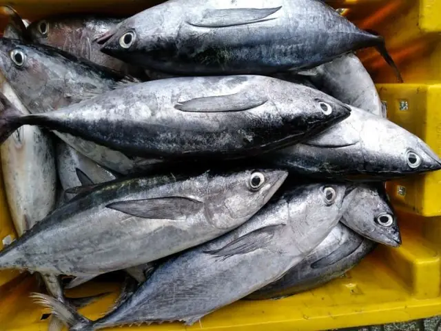 Cá Ngừ Bò