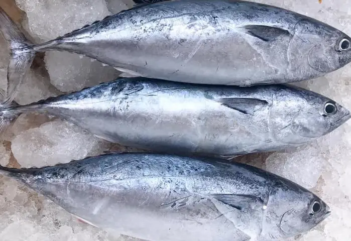 Cá Ngừ Bông