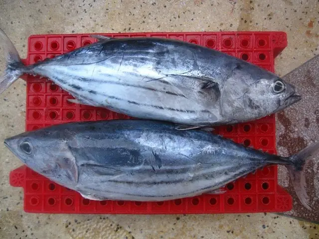 Đối Với Cá Ngừ Tươi