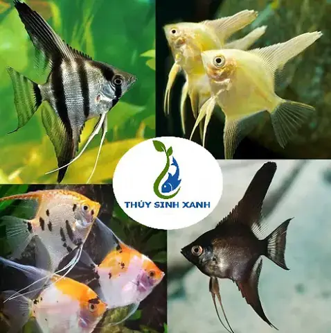 Cá Ngũ Sắc Thần Tiên Là Gì? Đặc Điểm Nổi Bật