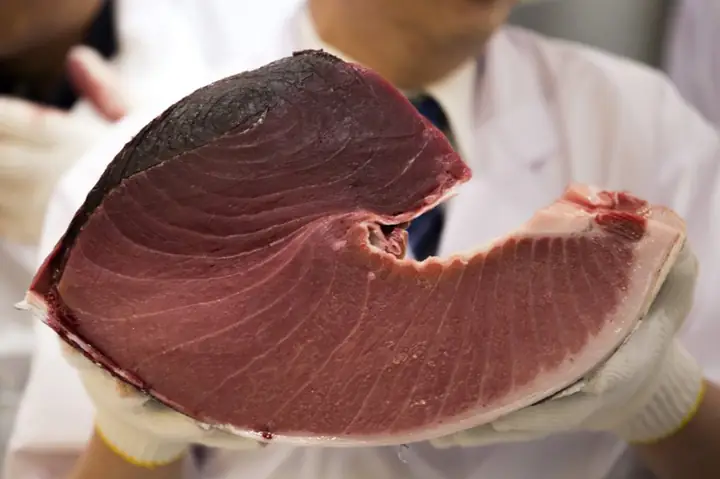 Tại Sao Cá Ngừ Vây Xanh Lại Có Giá Thành Cao?