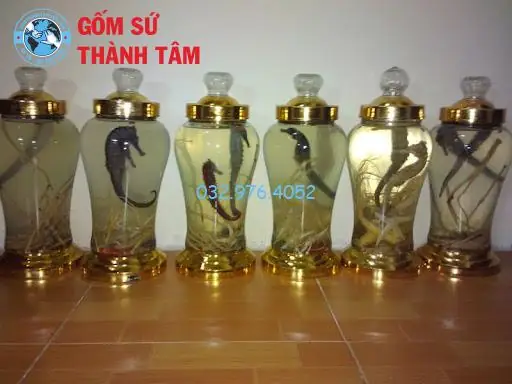 Hướng Dẫn Cách Dùng Cá Ngựa Ngâm Rượu