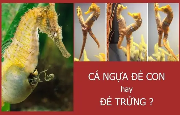 Cá Ngựa Đẻ Con Hay Đẻ Trứng?