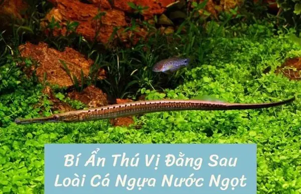 Cá Ngựa Nước Ngọt: Hướng Dẫn Nuôi Chi Tiết Từ A-z