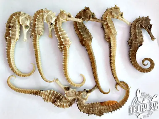 Cá Ngựa Sống Giá Bao Nhiêu