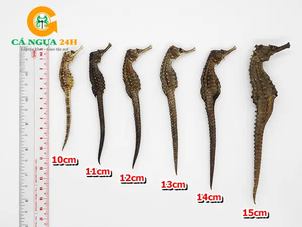 Cá Ngựa Sống Giá Bao Nhiêu? Hướng Dẫn Chi Tiết Về Giá Cả Và Cách Lựa Chọn