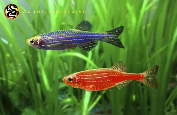 Cá Sọc Ngựa (cá Ngựa Vằn)