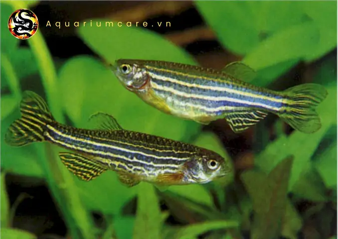 Cá Sọc Ngựa (cá Ngựa Vằn)