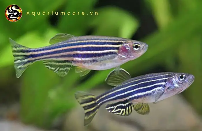 Cá Sọc Ngựa (cá Ngựa Vằn)