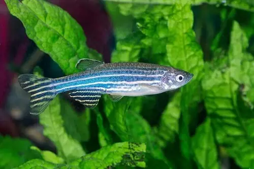 Hệ Thống Lọc Nước Trong Bể