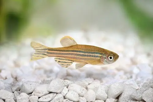 Tìm Hiểu Về Cá Ngựa Vằn
