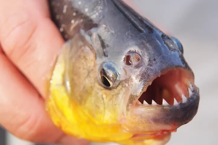 Cá Piranha
