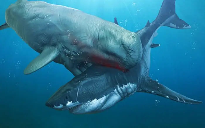 Cá Nhà Táng Vs Megalodon: Ai Là Kẻ Săn Mồi Khổng Lồ Thực Sự Của Đại Dương Cổ Đại?