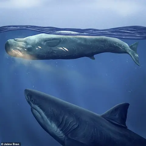 Cá Nhà Táng Vs Megalodon: Ai Là Kẻ Săn Mồi Khổng Lồ Thực Sự Của Đại Dương Cổ Đại?