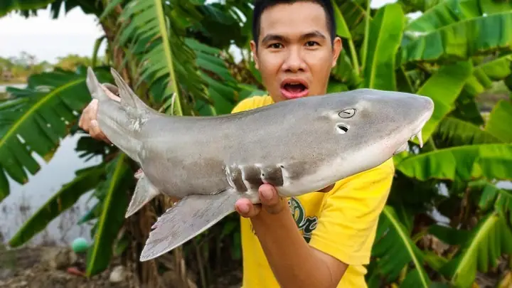 2cá Nhám Có Phải Là Cá Mập Không?