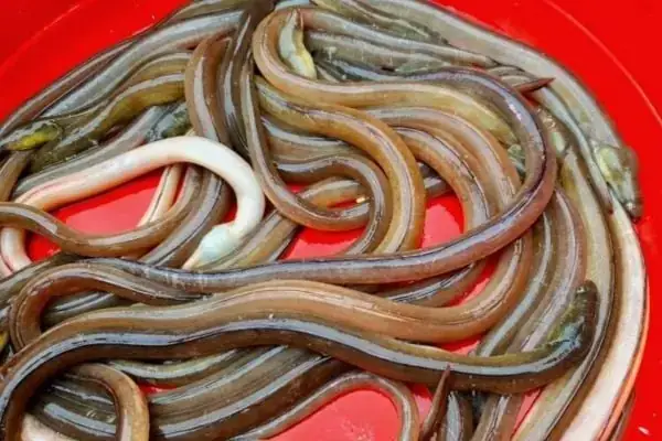 Tổng Quan Về Cá Nhệch Và Giá Trị Kinh Tế