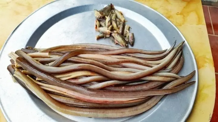 Cá Nhệch Là Cá Gì? Đặc Điểm, Món Ngon Và Cách Chọn Mua Chuẩn Nhất