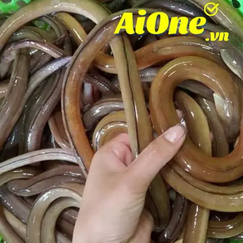 Cá Nhệch Sống Ở Đâu? Môi Trường Sống Và Đặc Điểm Sinh Học Chi Tiết