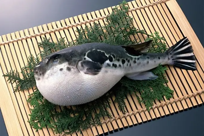 Cá Nóc Dễ Thương
