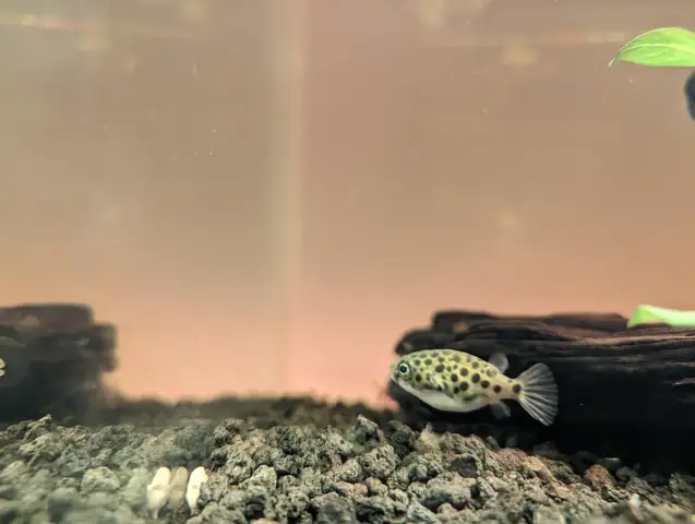 R/aquariums - Cá Nóc Đốm Xanh