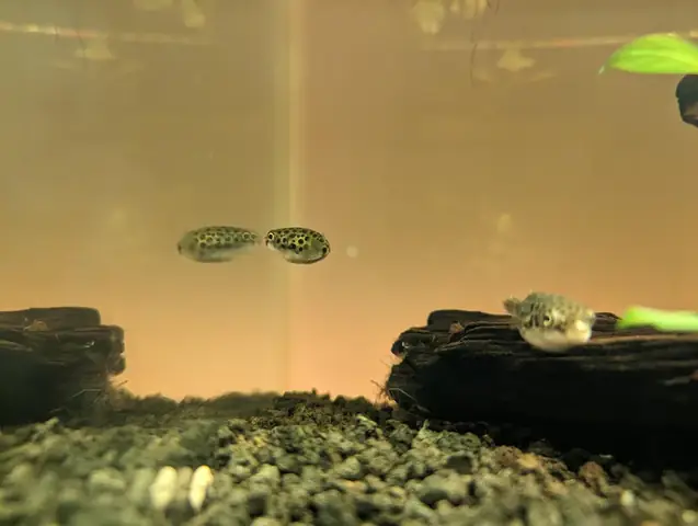 R/aquariums - Cá Nóc Đốm Xanh