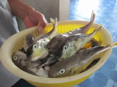 Cá Nóc Mít Nước Ngọt: Đặc Điểm, Cách Nuôi Và Những Điều Cần Biết
