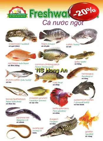 Cá Nước Ngọt Tiếng Anh Là Gì? Tổng Hợp Từ Vựng Về Các Loài Cá Phổ Biến
