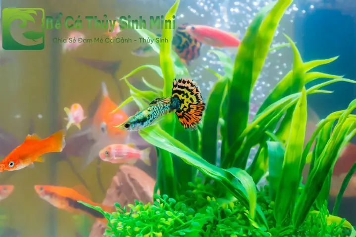 Top 9 Loại Cá Cảnh Nhỏ Đẹp Dễ Nuôi, Cá Cảnh Nhỏ, Cá Cảnh Nhỏ Đẹp Dễ Nuôi, Cá Cảnh Nhỏ Bơi Theo Đàn, Cá Cảnh Nhỏ Ăn Gì, Cá Cảnh Nhỏ Sống Lâu, Cá Cảnh Nhỏ Sống Khỏe, Cá Cảnh Nhỏ Dễ Nuôi, Cá Cảnh Nhỏ Không Cần Oxy, Cá Cảnh Nhỏ Màu Đỏ, Các Loại Cá Cảnh Nhỏ, Cá Cảnh Nhỏ Đẹp, Thức Ăn Cho Cá Cảnh Nhỏ, Bể Cá Mini