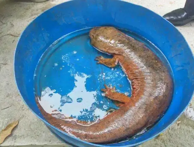 Khám Phá Cá Oa Oa: Kỳ Giông Khổng Lồ Trung Quốc