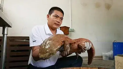 Đặc Điểm Nổi Bật Về Tiếng Kêu Của Cá Oa Oa