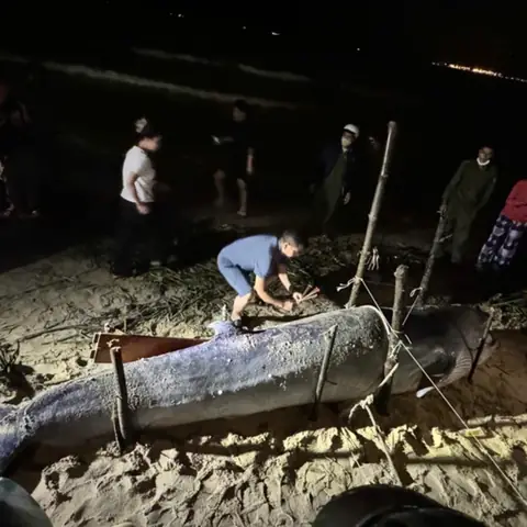 Cập Nhật: Phát Hiện Xác Cá Ông Dạt Vào Bờ Biển Miền Trung Ngày 29/10