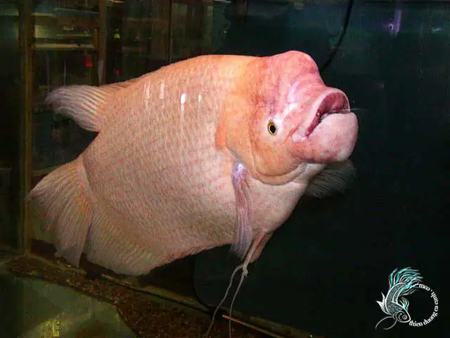Cá Phát Tài Đực