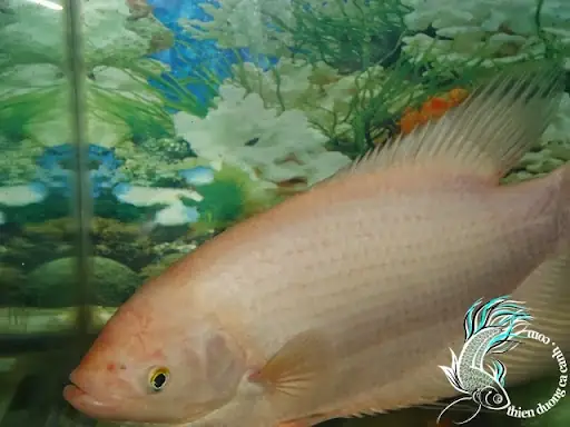 Cá Phát Tài Đực
