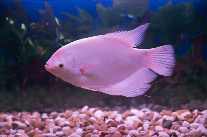 Cá Phát Tài Giá Bao Nhiêu? Cá Phát Tài Giá Bao Nhiêu?