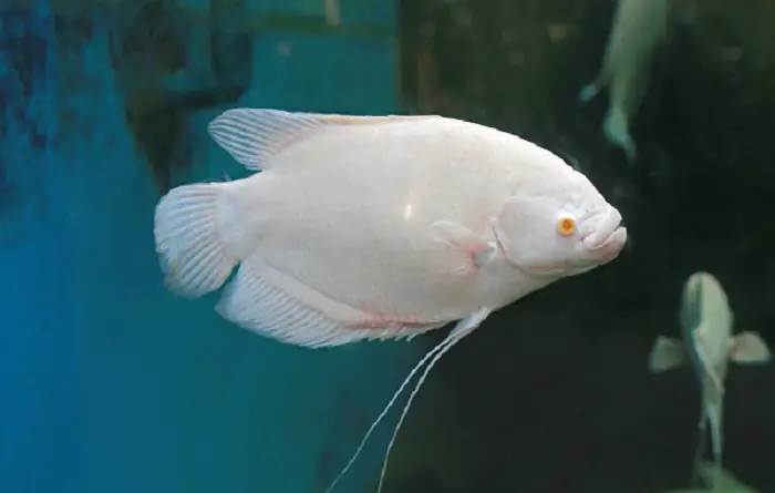 Ý Nghĩa Của Cá Phát Tài
