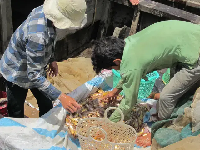 Cá Phèn Là Gì? Tổng Quan Về Loài Cá Phèn Biển