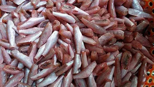 Cá Phèn Sống Ở Đâu? Tìm Hiểu Môi Trường Tự Nhiên Và Đặc Điểm Sinh Học Của Loài Cá Này
