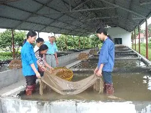 Cá Phi Đài Loan
