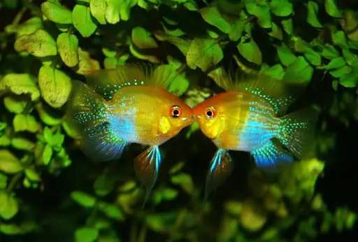 Đặc Điểm Cơ Bản Của Cá Phượng Hoàng Ngũ Sắc:
